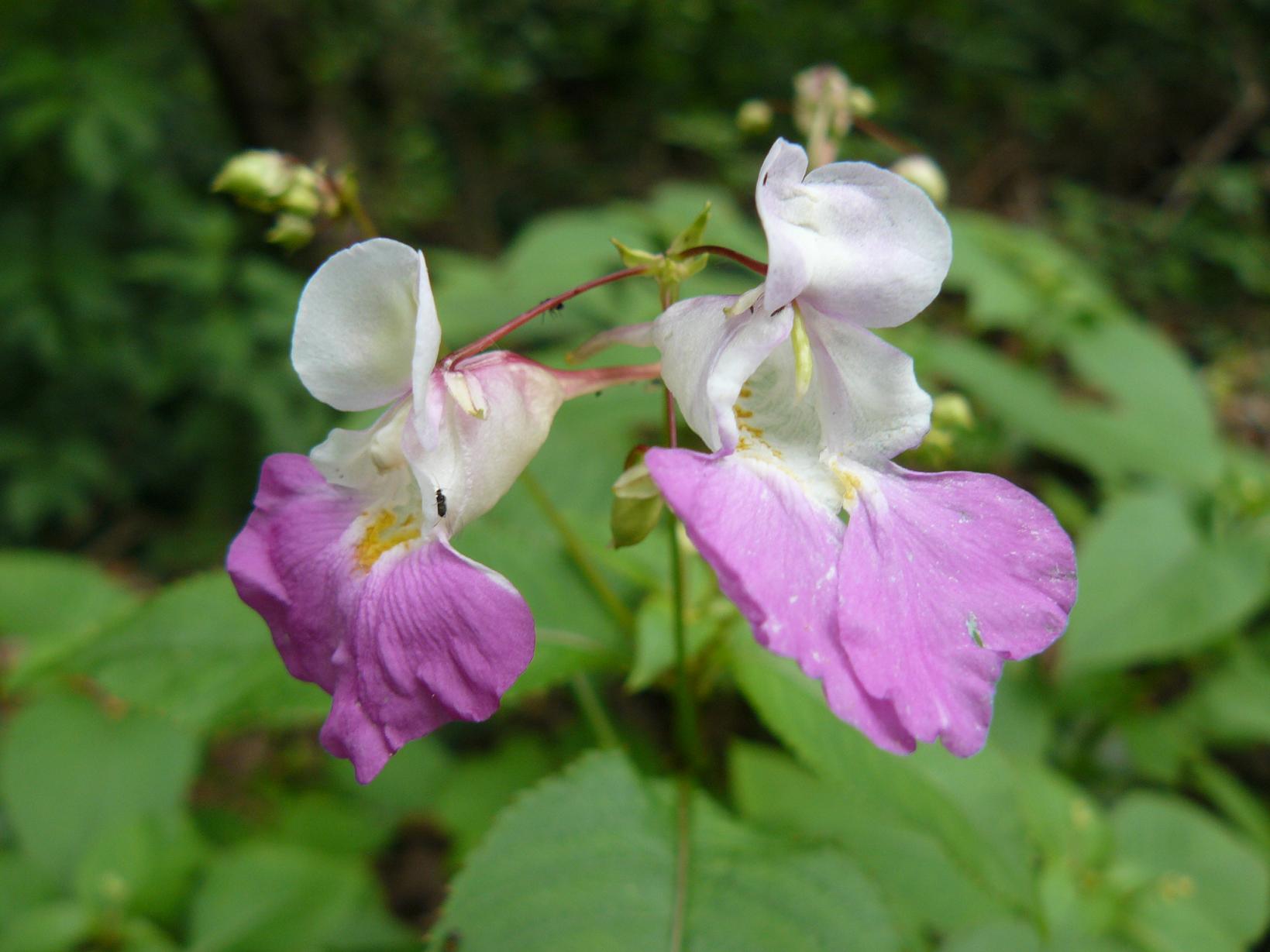 Impatiens balfourii / Balsamina di Balfour